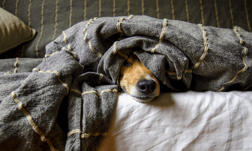 comportement animal de compagnie